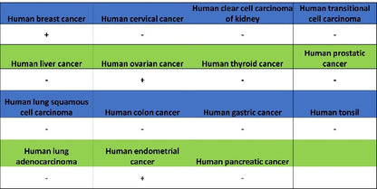 ER alpha Recombinant Rabbit mAb (SDT-2950-36)