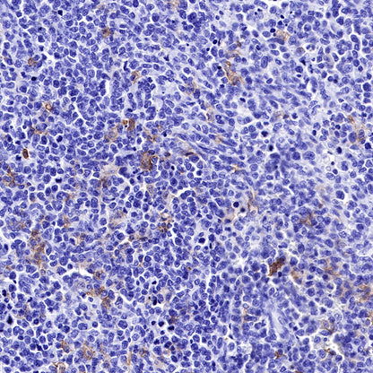 S-RMab® CD16a Recombinant Rabbit mAb (SDT-R099)