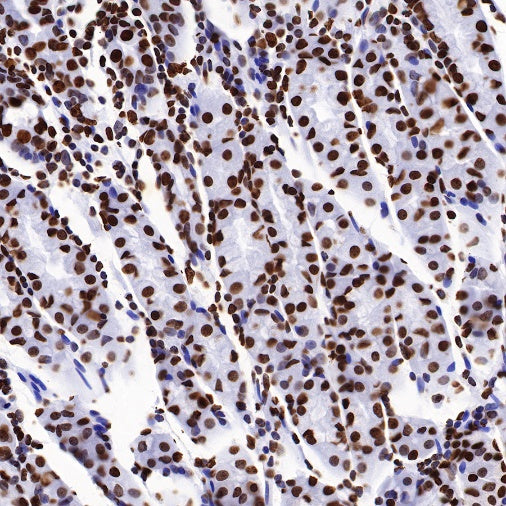 Histone H2B Recombinant Rabbit mAb (S-R214)