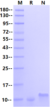 CCL2(73aa) Protein, Mouse