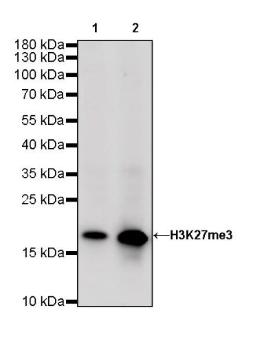 Histone H3 (tri methyl K27) Recombinant Rabbit mAb (SDT-431-118)