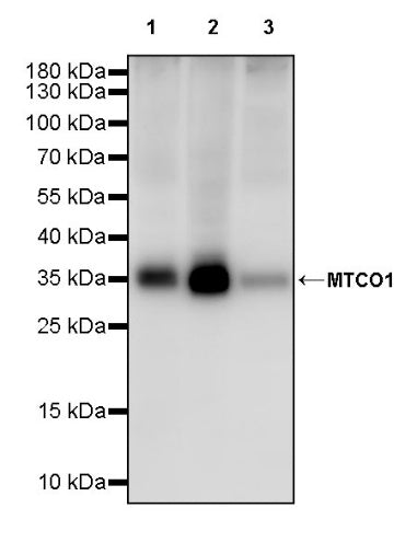 MTCO1 Recombinant Rabbit mAb (S-2205-28)