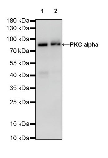 PKC alpha Recombinant Rabbit mAb (S-624-36)