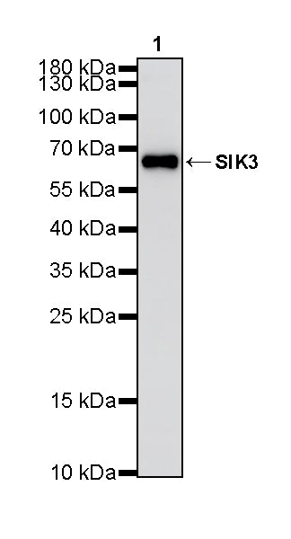 SIK3 Recombinant Rabbit mAb (S-4947-62)