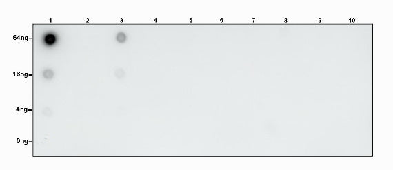 S-RMabMixTM Succinyllysine Rabbit mAb