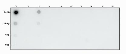 S-RMabMixTM Succinyllysine Rabbit mAb