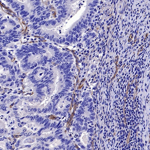 SDF1/CXCL12 Recombinant Rabbit mAb, PBS Only (SDT-3675)