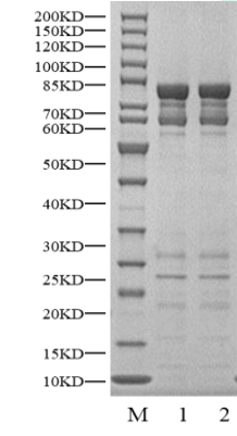 MST2 GST Tag Protein, Human