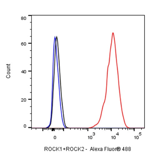 ROCK1+ROCK2 Recombinant Rabbit mAb (S-1305-26)