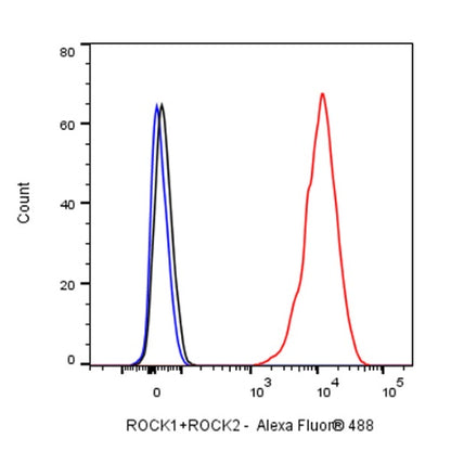 ROCK1+ROCK2 Recombinant Rabbit mAb (S-1305-26)