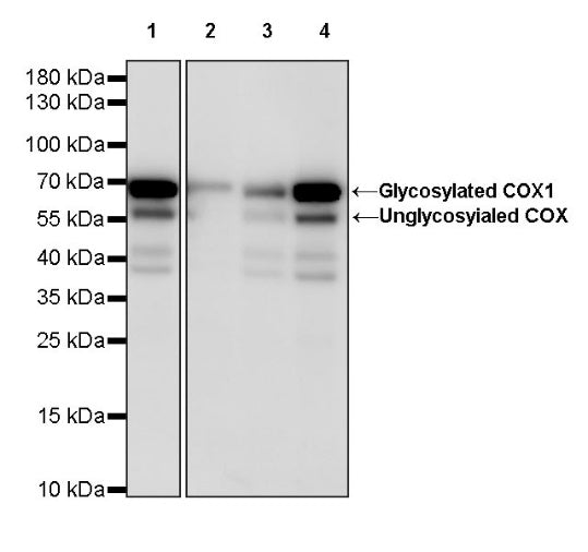 COX1/Cyclooxygenase 1 Recombinant Rabbit mAb (S-1478-48)