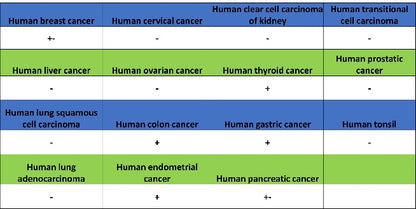 ATF3 Recombinant Rabbit mAb (SDT-4100)