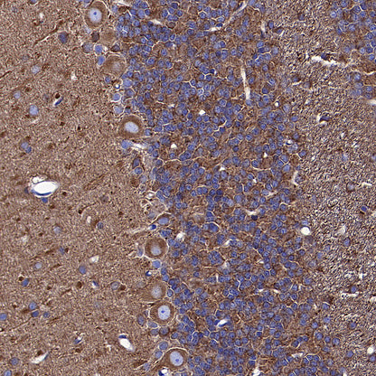 Beta Tubulin Recombinant Mouse mAb (S-5422)