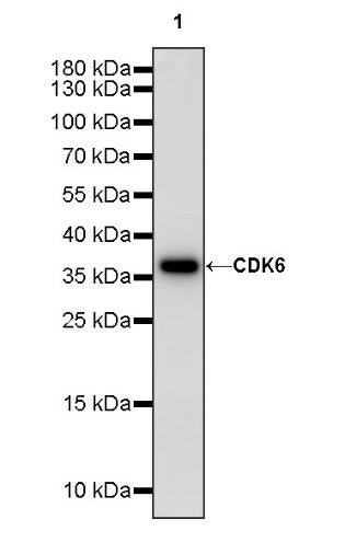 CDK6 Recombinant Rabbit mAb (S-1312-23)