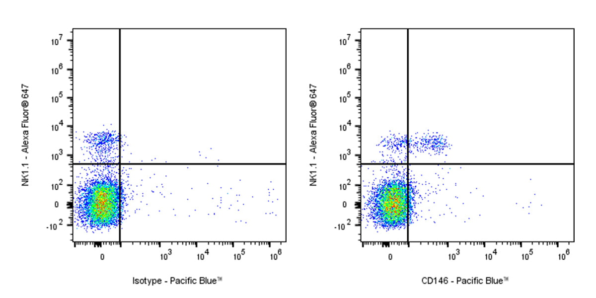 Pacific Blue Rat Anti-Mouse CD146 Antibody (S-R606)