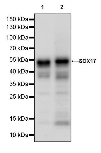 SOX17 Recombinant Rabbit mAb (SDT-1803-48)