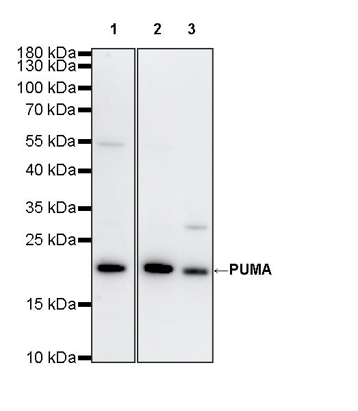 PUMA Recombinant Rabbit mAb