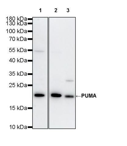 PUMA Recombinant Rabbit mAb