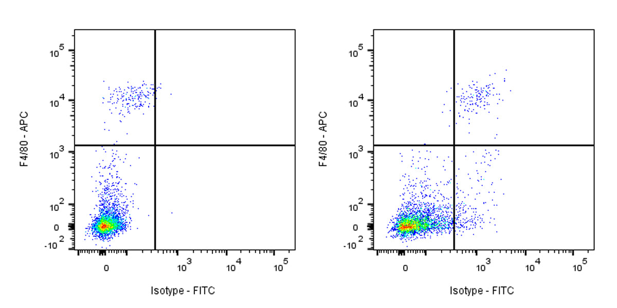 FITC Armenian hamster Anti-Mouse CD36 Antibody (HM36)