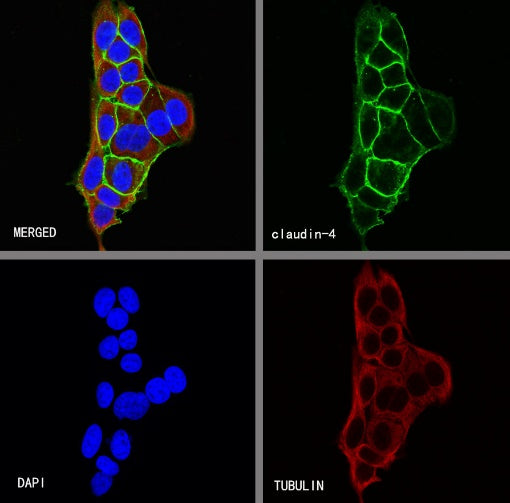 Claudin 4 Recombinant Rabbit mAb (SDT-814-53)