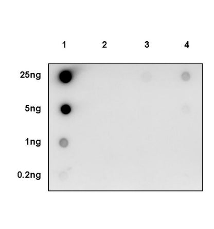 Histone H3 (tri methyl K4) Recombinant Rabbit mAb (S-1602-21)