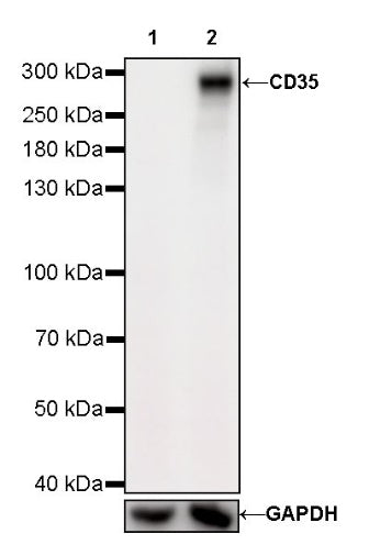 CD35 Recombinant Rabbit mAb (SDT-R224)