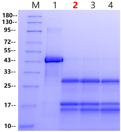 Enterokinase, Bovine