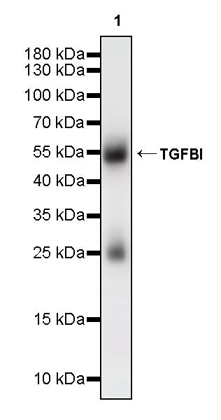 TGFBI / BIGH3 Mouse mAb