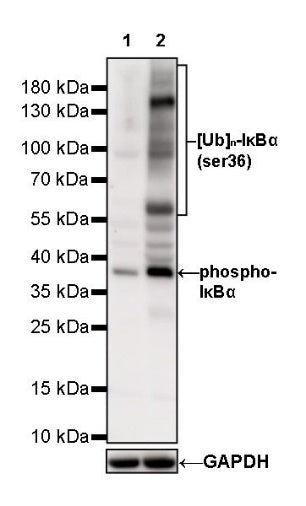 Phospho-IκBα (Ser36) Recombinant Rabbit mAb (S-R102)