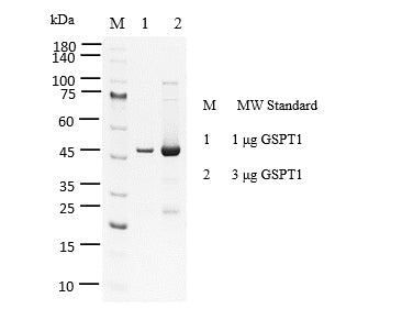 GSPT1 GST tag Protein, Human