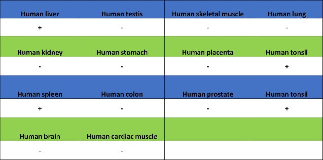 Granzyme A Rabbit Polyclonal Antibody