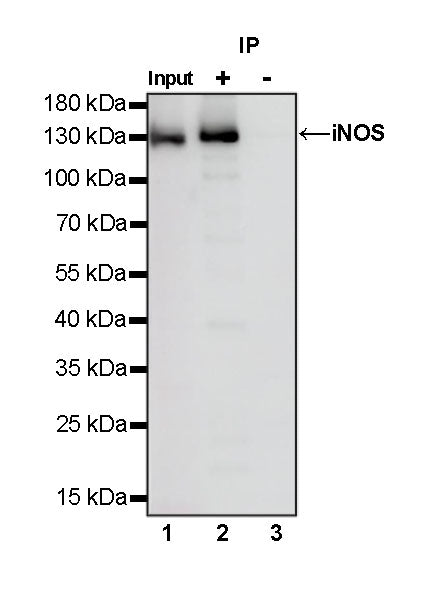 iNOS Recombinant Rabbit mAb (S-466-102)