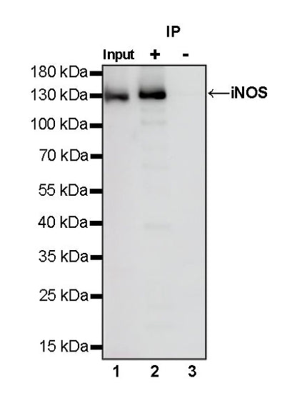 iNOS Recombinant Rabbit mAb (S-466-102)