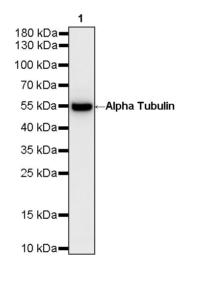 Alpha Tubulin Recombinant Mouse mAb (S-5704)