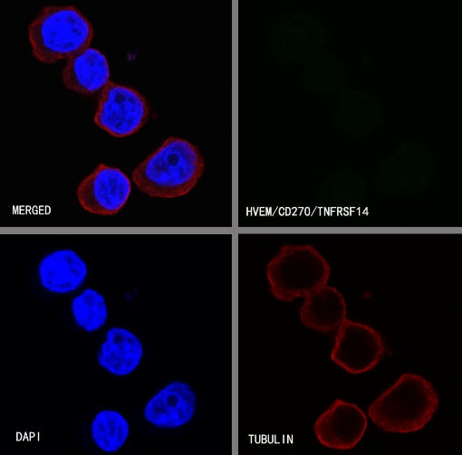 HVEM/TNFRSF14 Recombinant Rabbit mAb (S-727-70)