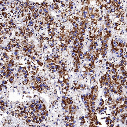 UQCRC2 Recombinant Rabbit mAb (S-1890-227)