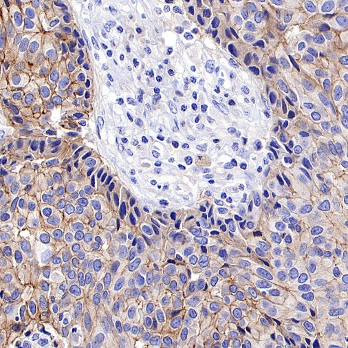 S-RMab® Nectin-4 Recombinant Rabbit mAb (SDT-277-314)