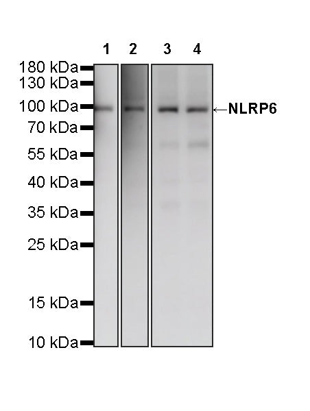 NLRP6 Rabbit mAb