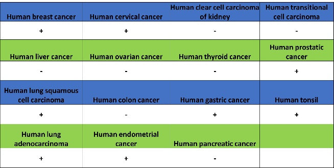FOXA1 Recombinant Rabbit mAb (SDT-2779-17)