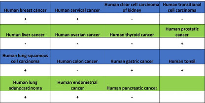 FOXA1 Recombinant Rabbit mAb (SDT-2779-17)