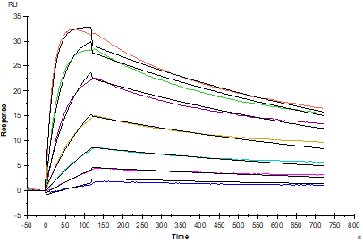 TRAIL/Apo2L Protein, Human