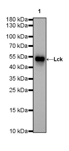 Lck Recombinant Rabbit mAb (SDT-316-15)