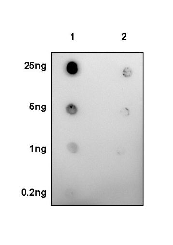 Phospho-Akt (Ser473) Mouse mAb (S-769-59)