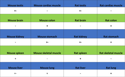 CDK6 Recombinant Rabbit mAb (S-4090-71)