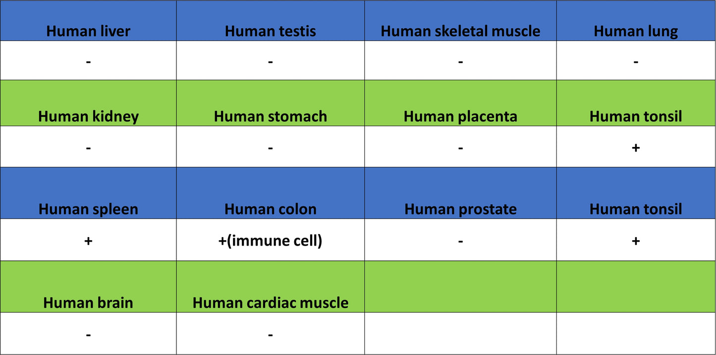 PNPLA2 Recombinant Rabbit mAb (S-5409)