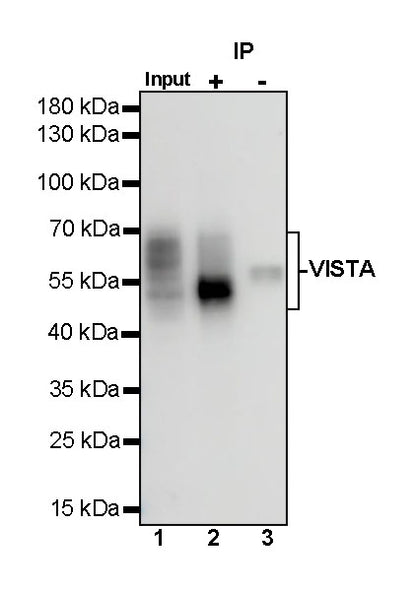 VISTA Recombinant Rabbit mAb (S-1013-5)