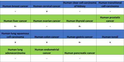 FoxO1 Recombinant Rabbit mAb (S-5118)
