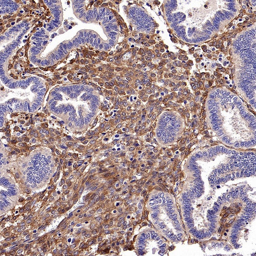 Vinculin Recombinant Mouse mAb (S-916-217)