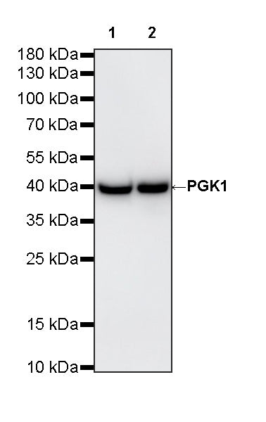 PGK1 Recombinant Rabbit mAb