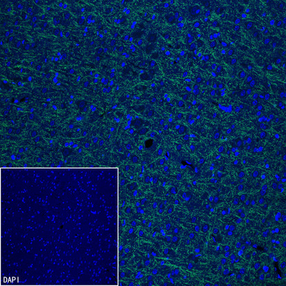 MOG Rabbit Polyclonal Antibody